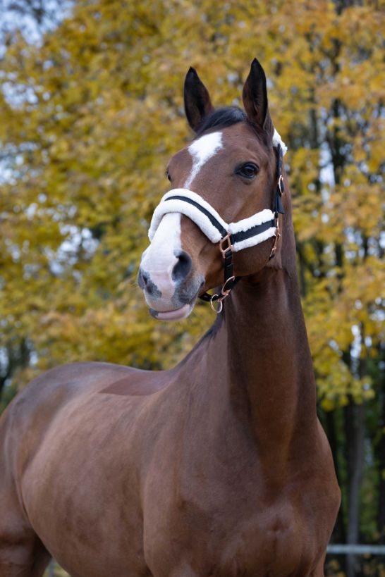 Licol NORTON - Confort