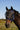 Masque anti-mouches RIDING WORLD - First - Sans oreilles
