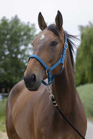 Licol NORTON - Satine