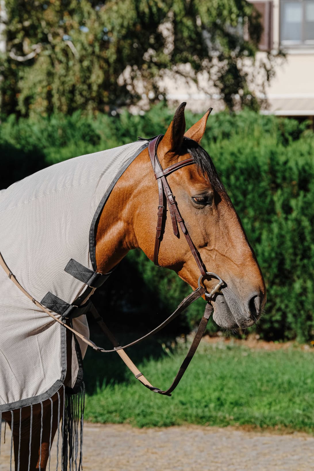 Chemise de travail RIDING WORLD anti-mouches
