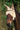 Masque anti-mouches EQUITHÈME -Fly protector-