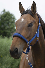 Licol + longe NORTON - Large