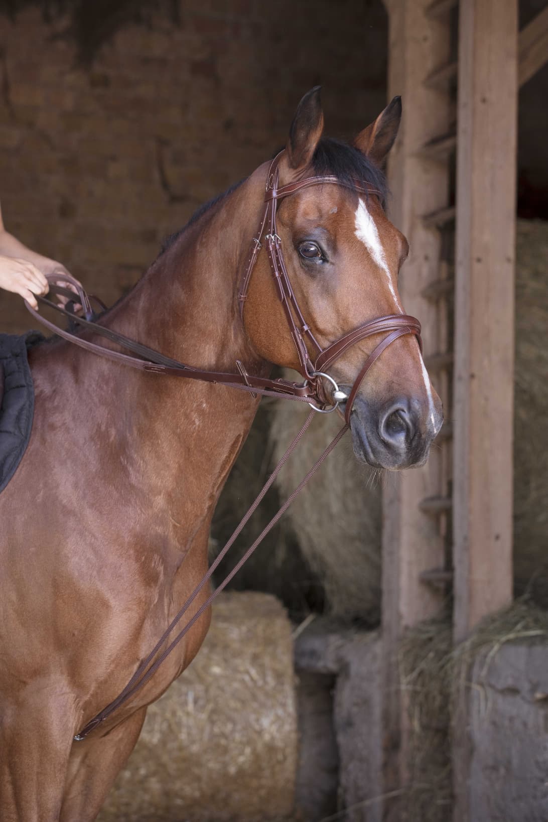Rênes allemande NORTON PRO - Cuir/corde