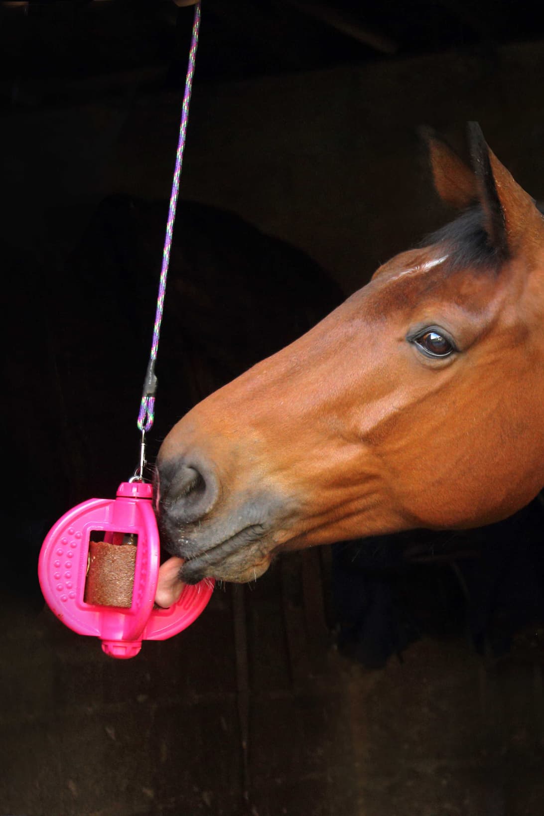BIZZY HORSE - Bizzy Ball