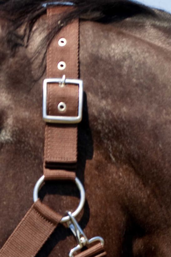 Licol NORTON - Cheval de trait