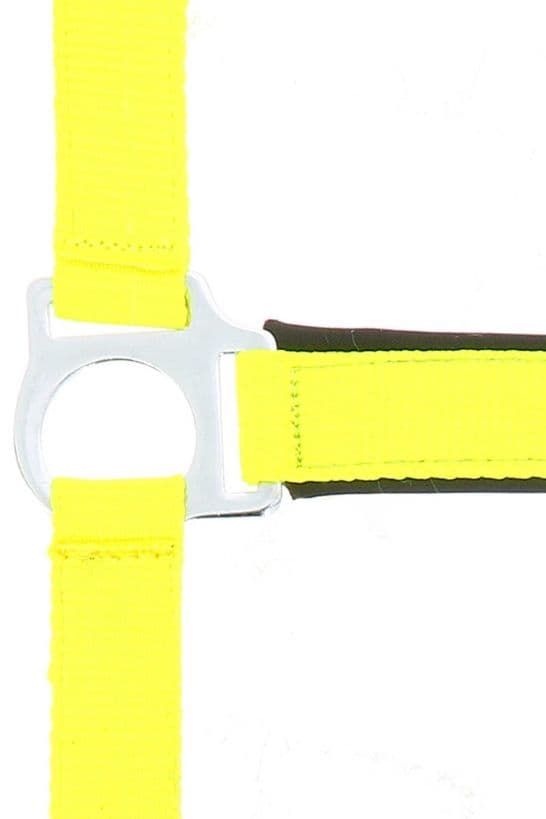 Licol NORTON - Fluo