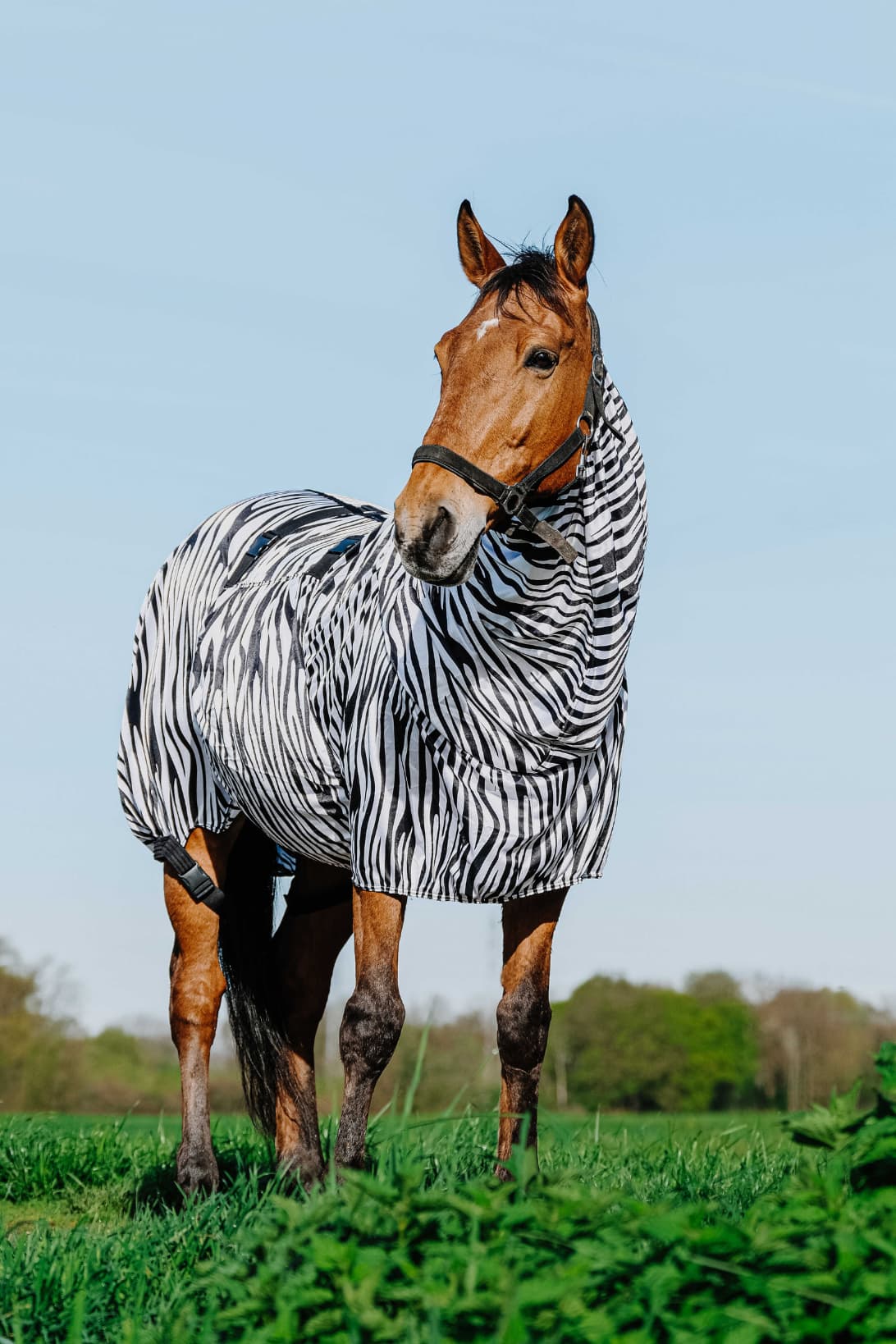 Chemise anti-eczéma zèbre RIDING WORLD