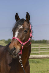 Licol NORTON - Grooming