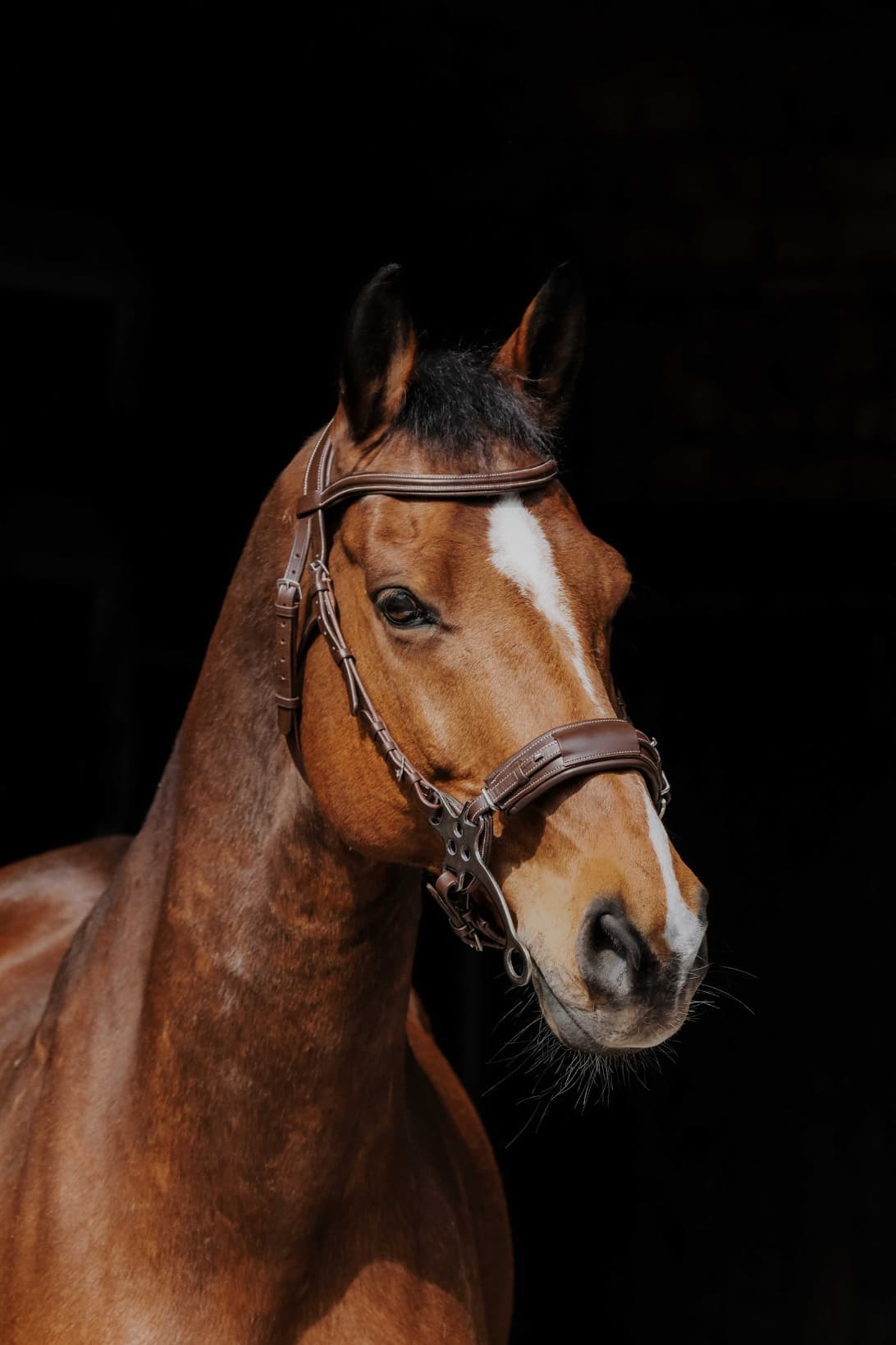 Bridon NORTON PRO - Hackamore