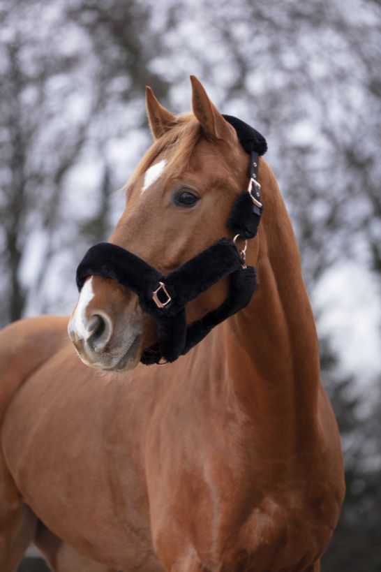 Licol EQUITHÈME - Teddy rose gold