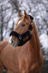 Licol EQUITHÈME - Teddy rose gold