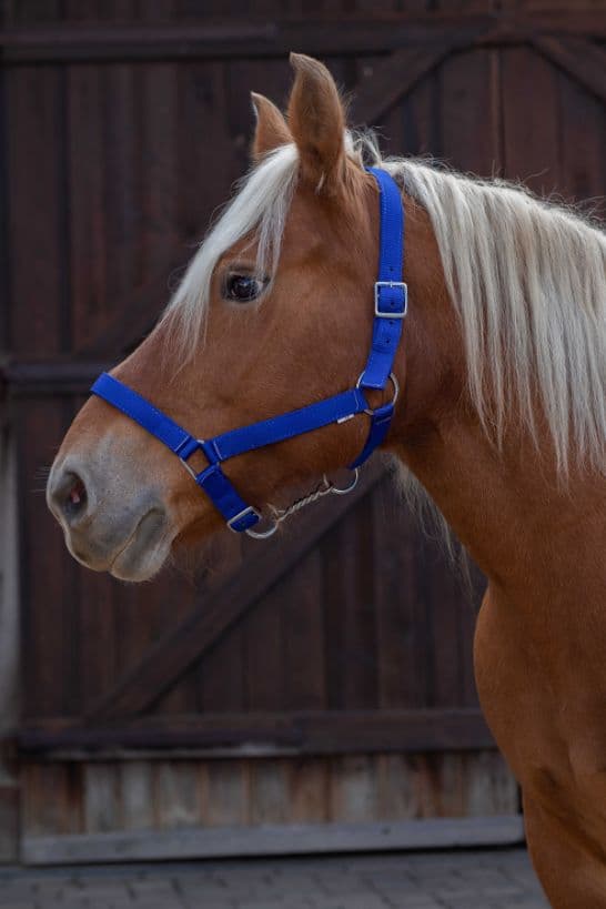 Licol NORTON - Cheval de trait