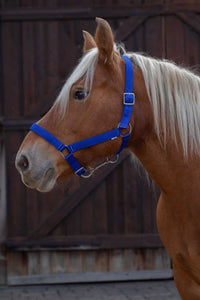 Licol NORTON - Cheval de trait