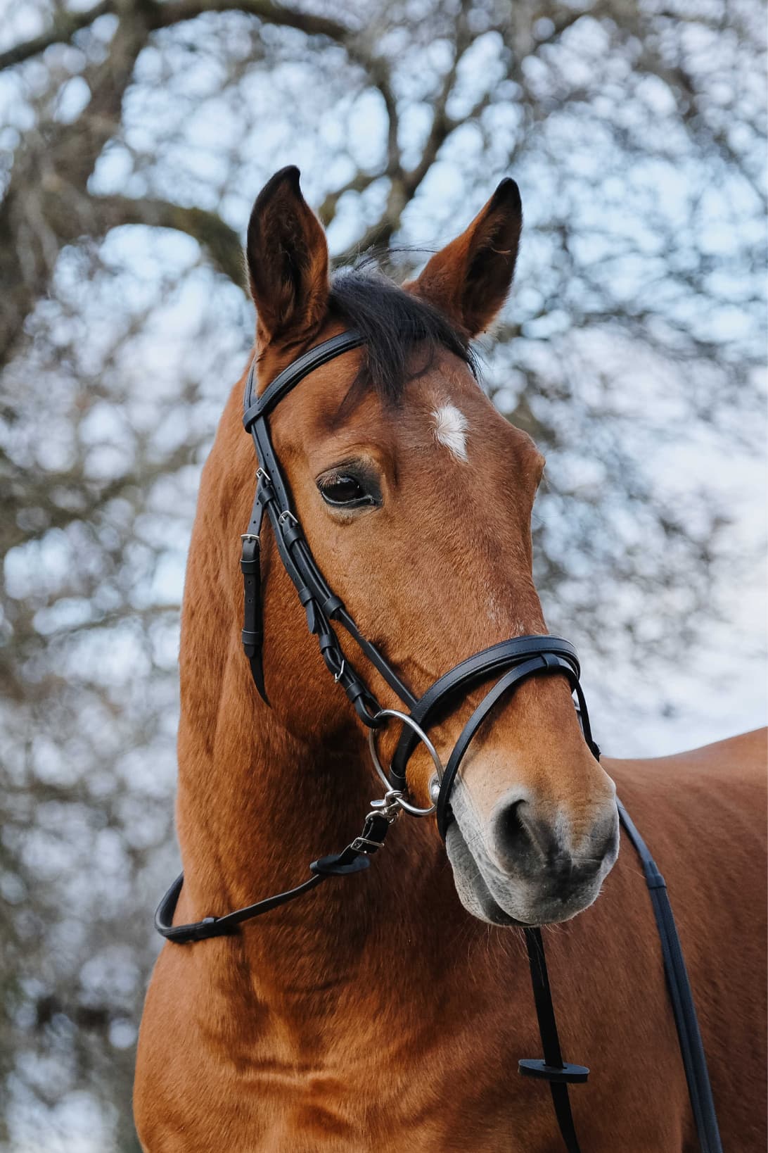 Bridon NORTON - TRAINING