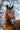 Bridon NORTON - TRAINING