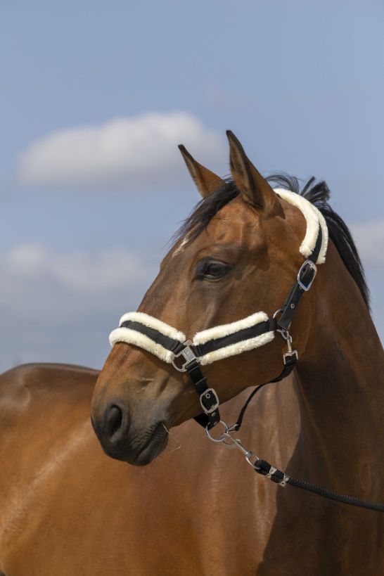 Licol EQUITHÈME - Nylon Mouton
