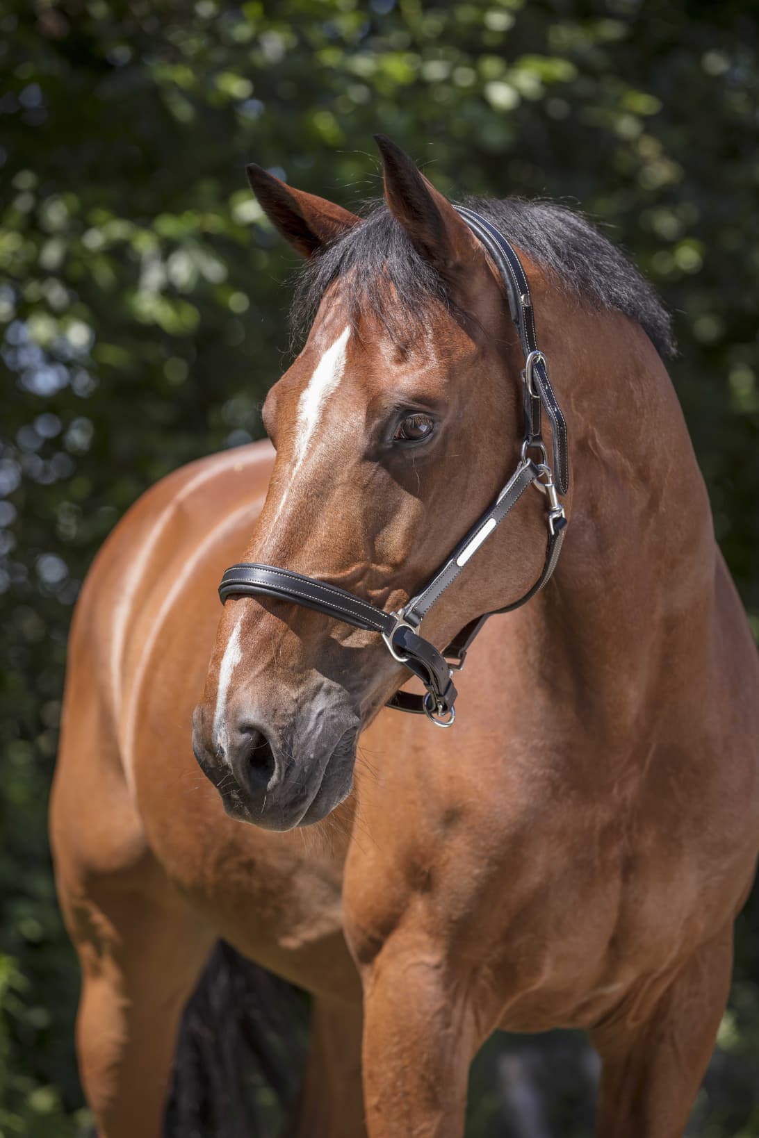 Licol cuir NORTON PRO - Grooming