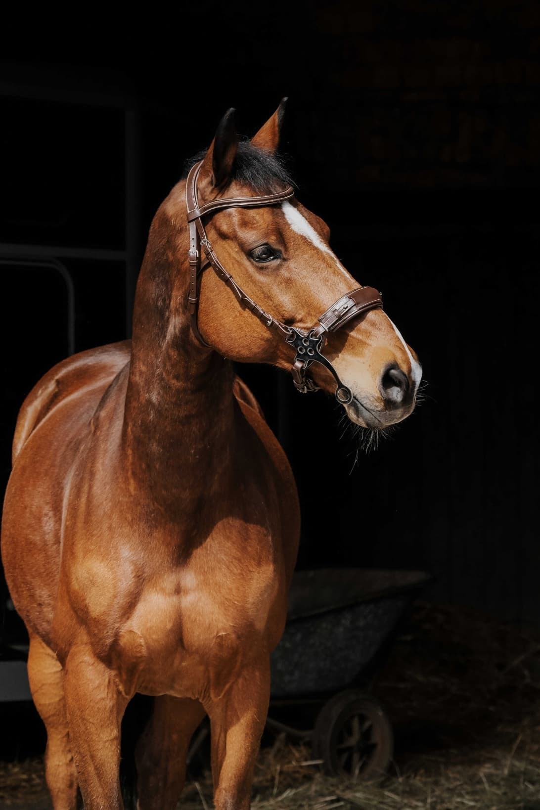 Bridon NORTON PRO - Hackamore