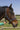 Licol NORTON - Grooming