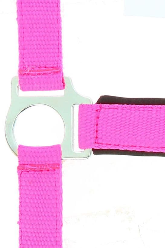 Licol NORTON - Fluo
