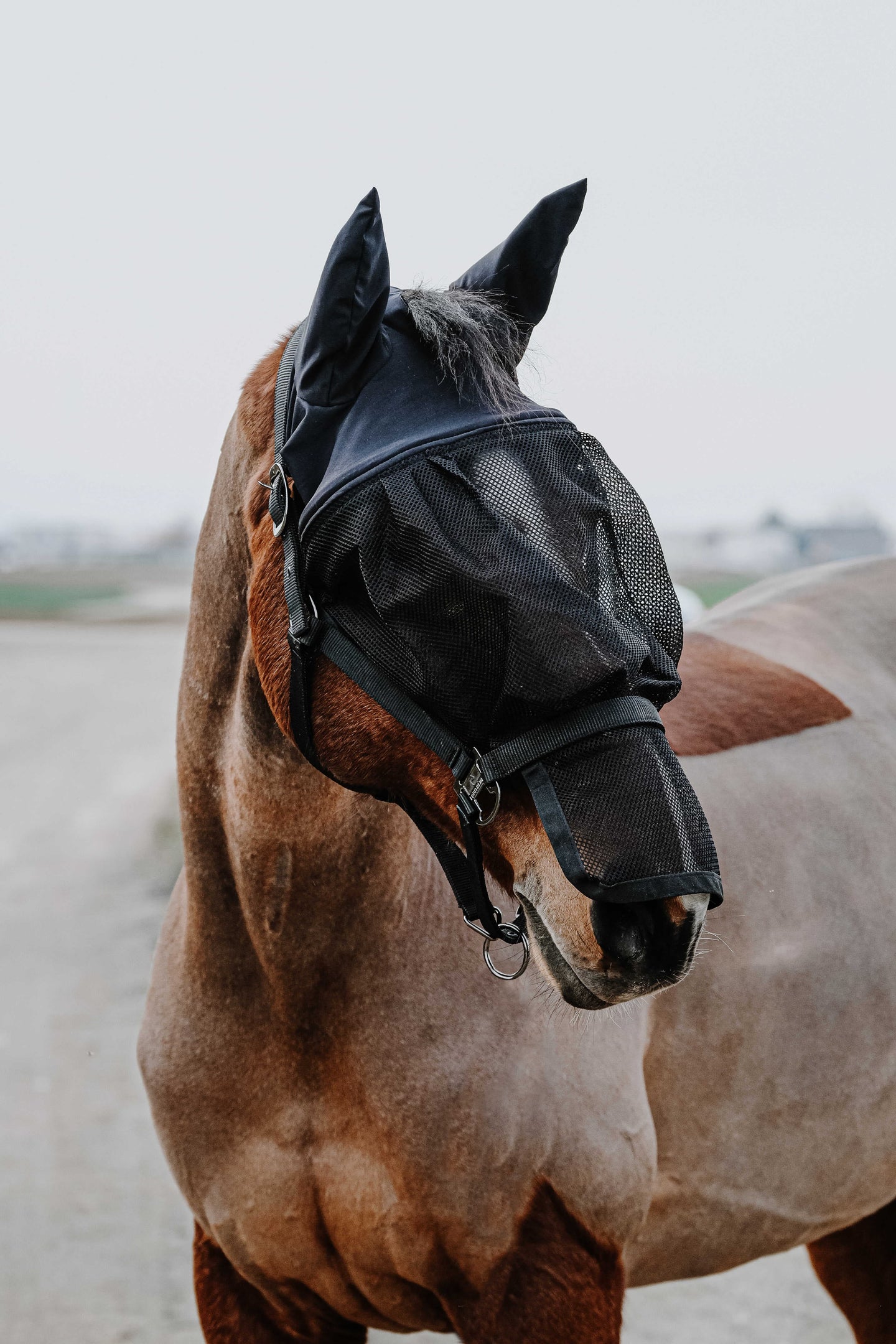 Licol + masque EQUITHÈME