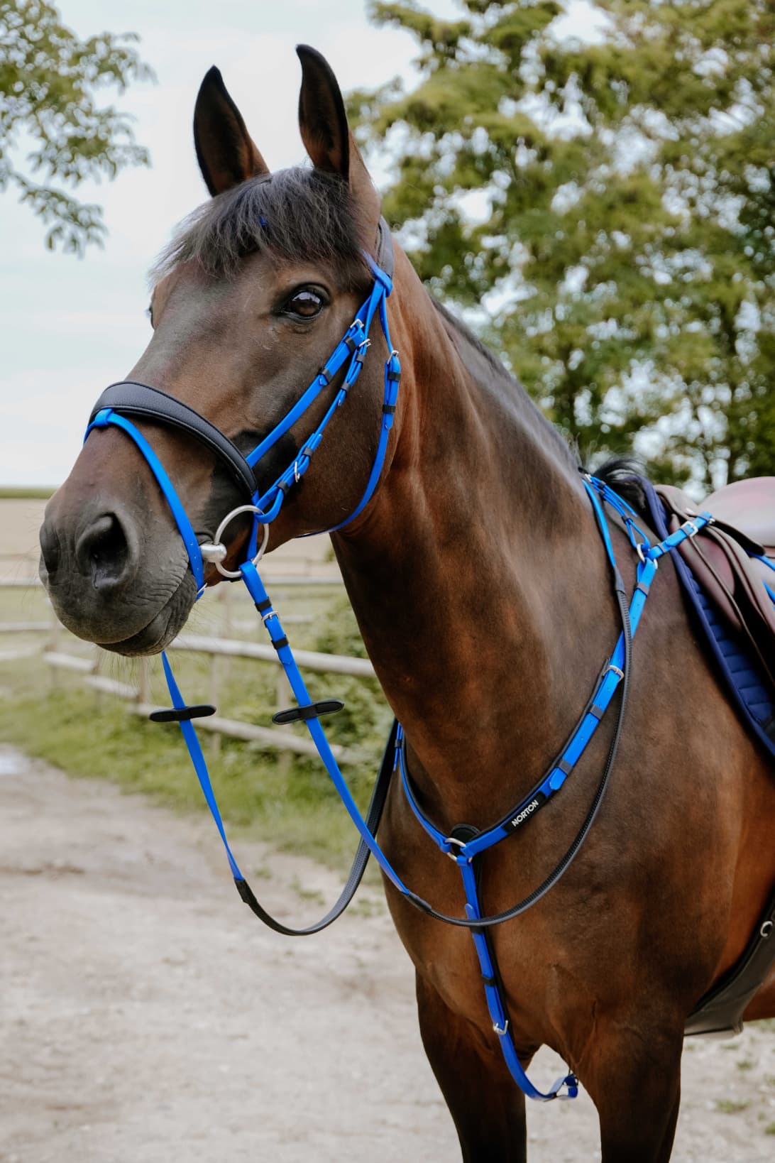 Bridon endurance NORTON - Pop