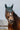 Bonnet chasse mouche EQUITHÈME - Brocart