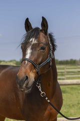 Licol NORTON - Grooming