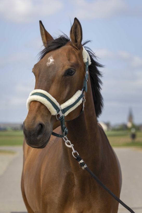 Licol EQUITHÈME - Nylon Mouton