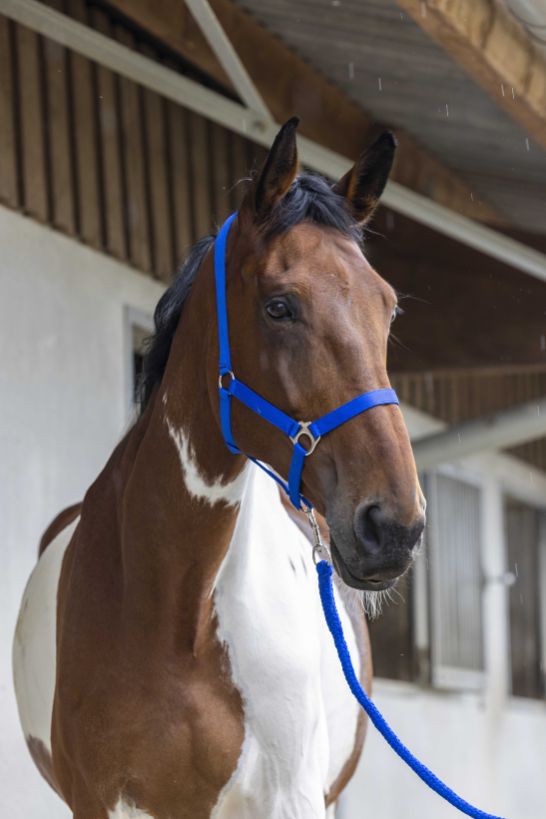 Licol + longe RIDING WORLD - Club