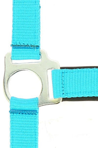 Licol NORTON - Fluo