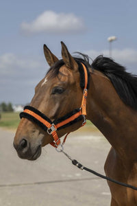 Licol EQUITHÈME - Nylon Mouton