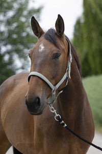 Licol NORTON - Satine