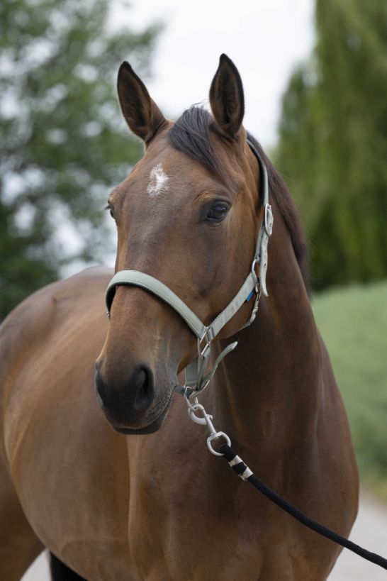 Licol NORTON - Satine