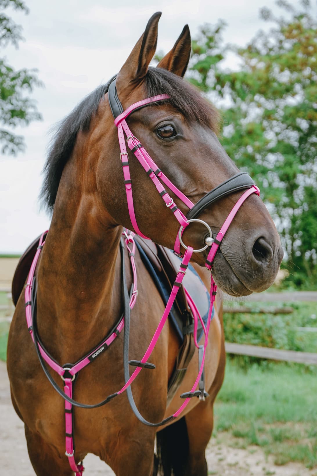 Bridon endurance NORTON - Pop