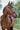 Bridon endurance NORTON - Pop