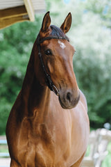 Bridon NORTON PRO - Freedom
