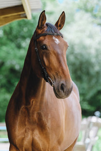 Bridon NORTON PRO - Freedom