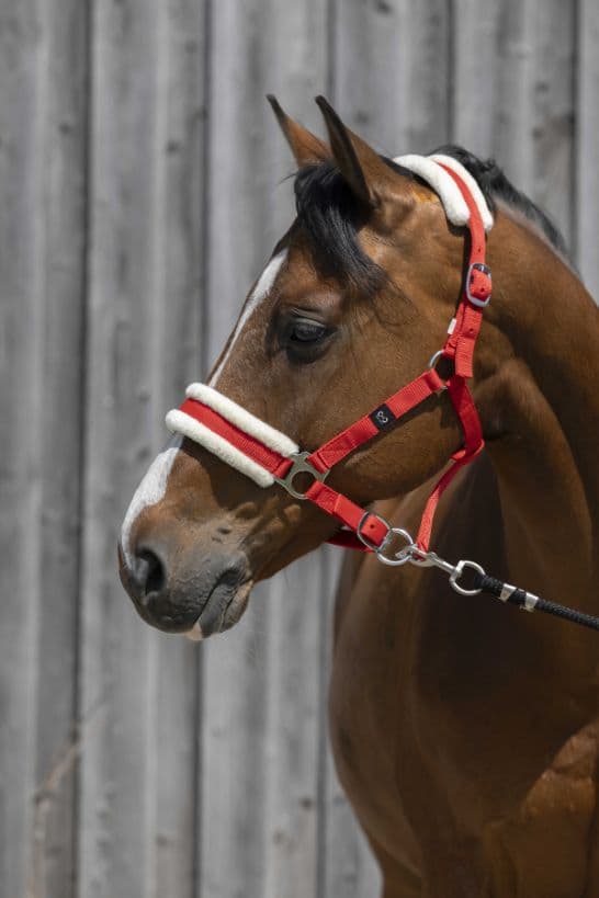 Licol RIDING WORLD mouton synthétique