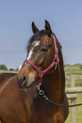 Licol NORTON - Grooming