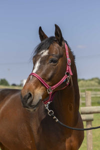Licol NORTON - Grooming