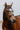 Bonnet chasse mouche EQUITHÈME - Chic
