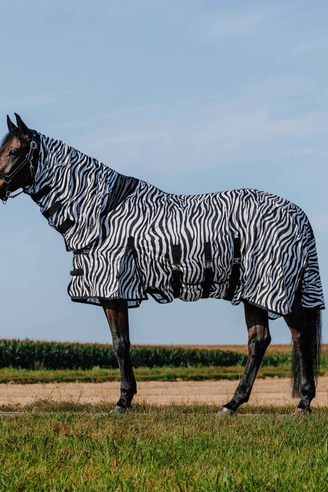 Chemise RIDING WORLD - Belly Mesh - Combo