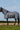 Chemise RIDING WORLD - Belly Mesh - Combo