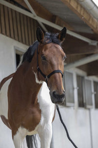 Licol + longe RIDING WORLD - Club