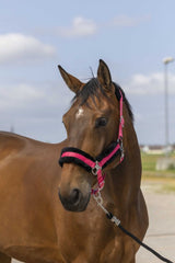 Licol EQUITHÈME - Nylon Mouton
