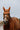 Bonnet chasse mouche EQUITHÈME - Hexalight