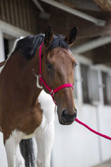 Licol + longe RIDING WORLD - Club