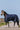 Couverture EQUITHÈME - Classic 1200D - High neck