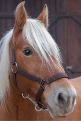 Licol NORTON - Cheval de trait